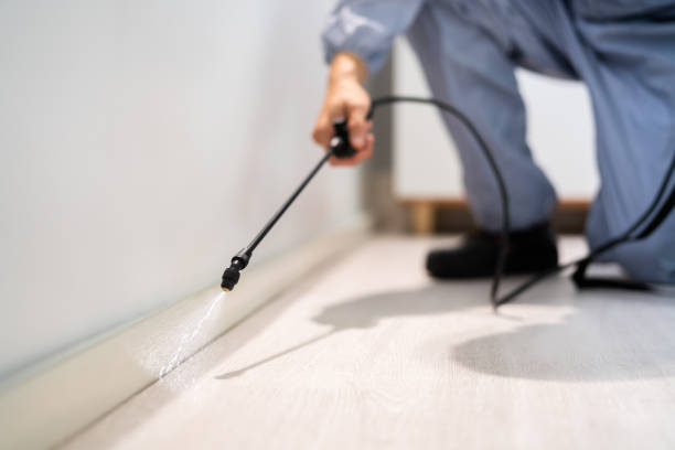 Licensed Wasp Removal service in Galesburg, MI - Show Me Pest Control